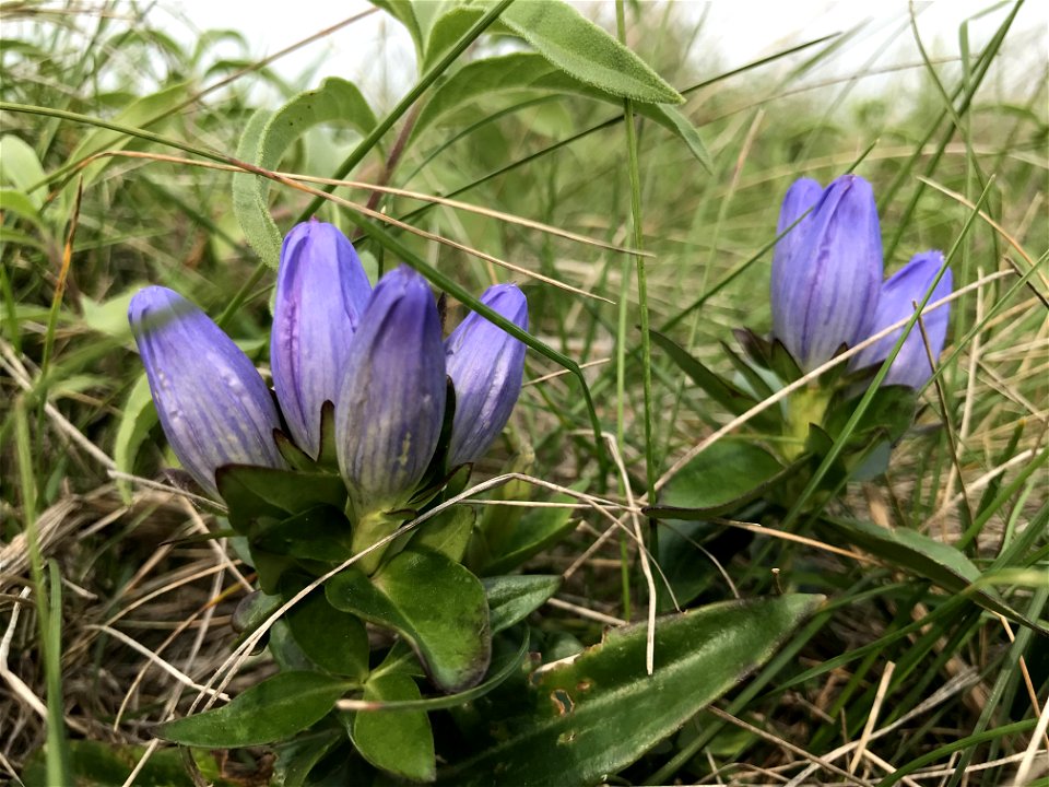 Closed Bottle Gentian