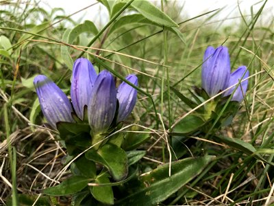 Closed Bottle Gentian photo