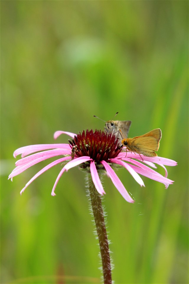 Dakota Skipper Butterflies on Purple Coneflower