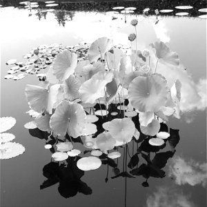 NYC Botanical garden pond photo