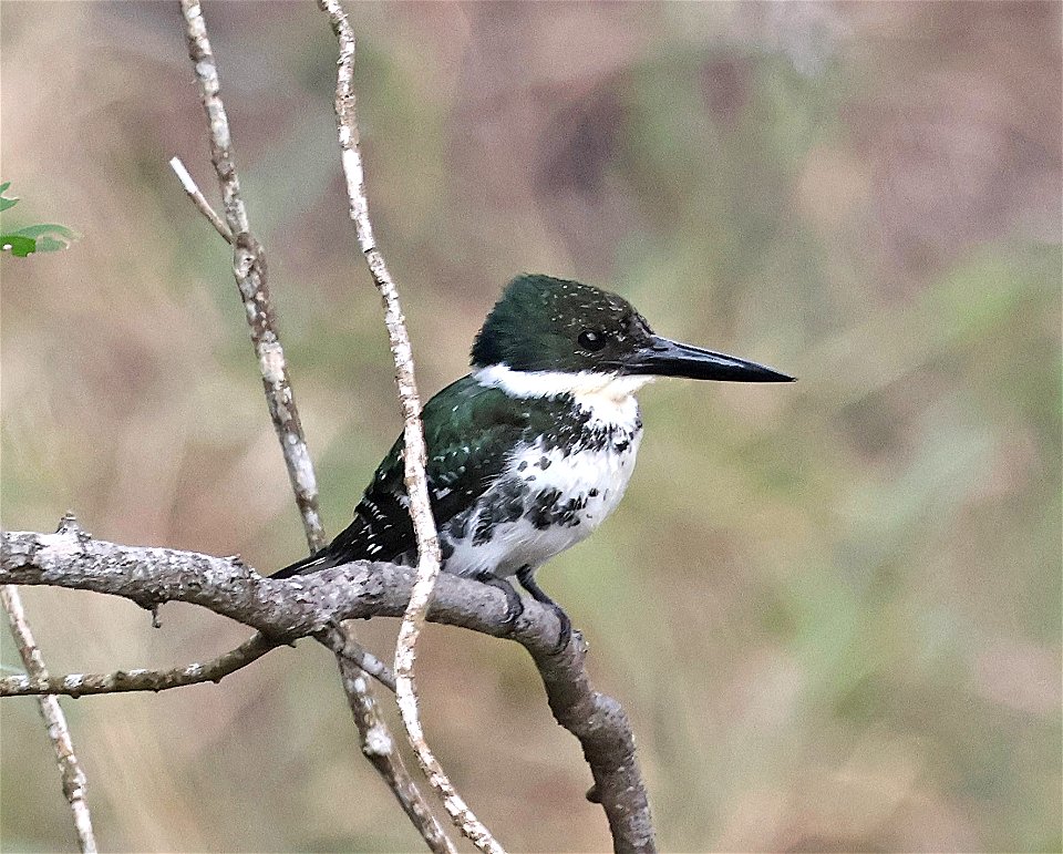 520 - GREEN KINGFISHER (02-09-2023) estero llano grande sp, hidalgo co, tx -01