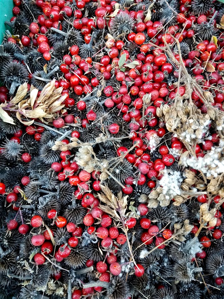 Seed Harvest Lake Andes Wetland Management District South Dakota