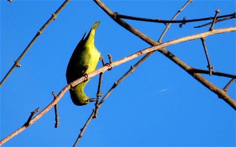 Red-legged Honeycreeper photo