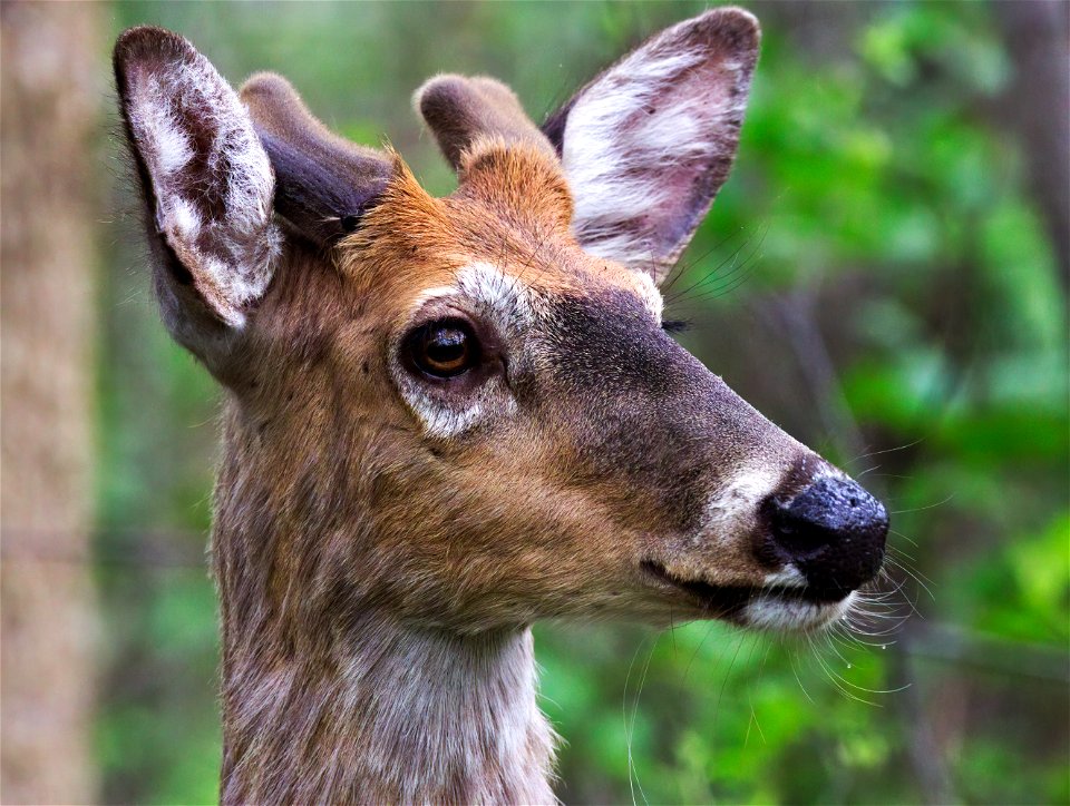 Half-blind deer