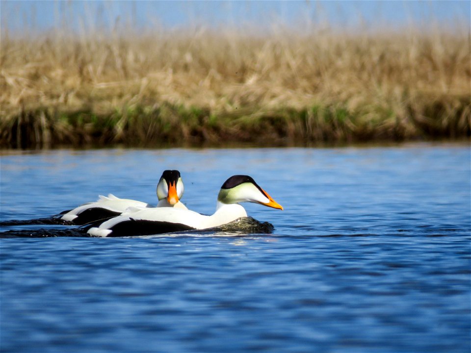 Male common eiders