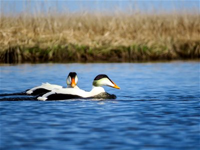 Male common eiders