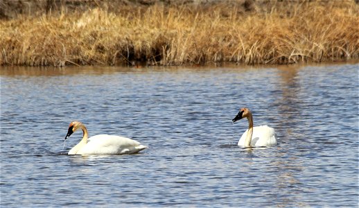 Red-neck Swans photo