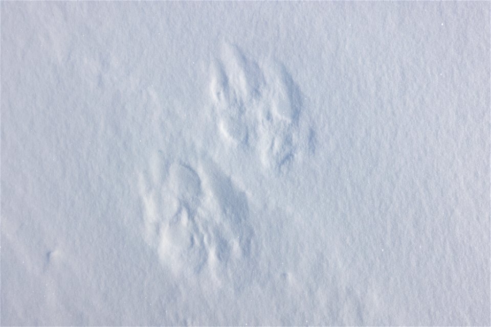 Wolf tracks in the snow