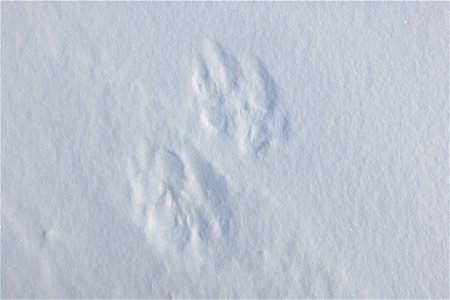 Wolf tracks in the snow photo
