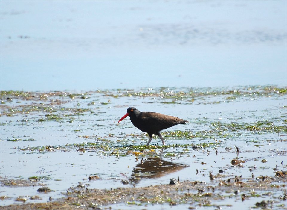 Black Oystercatcher