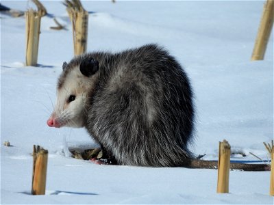 Virginia opossum photo