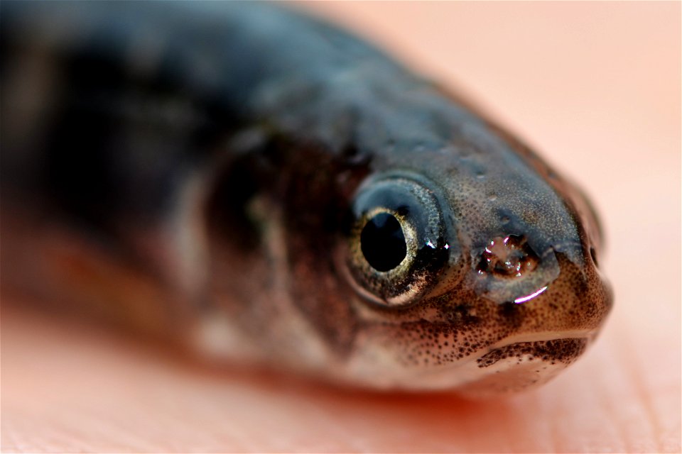 Juvenile Coaster Brook Trout photo