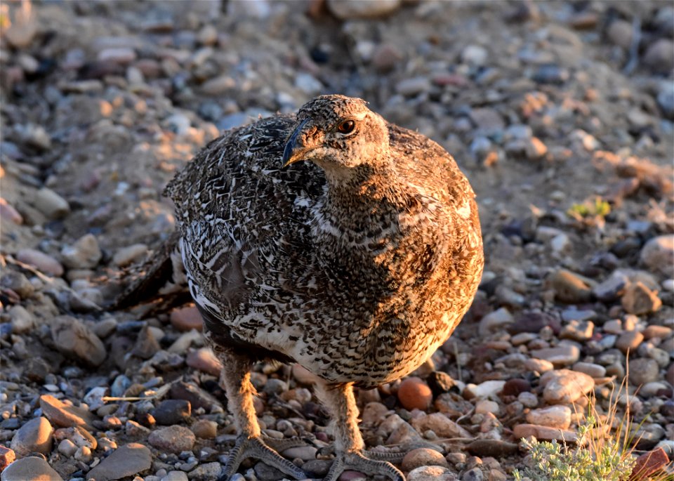 Greater sage-grouse at Seedskadee National Wildlife Refuge