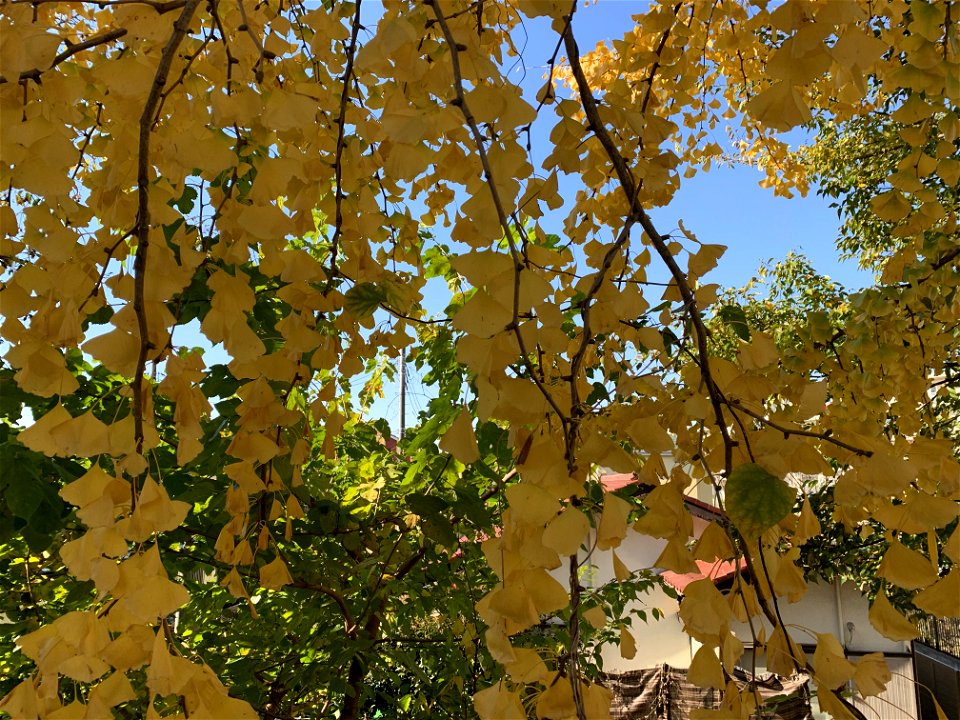 Saiwaicho Higashikurume-shi in November