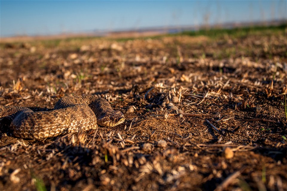 Plains hognose snake