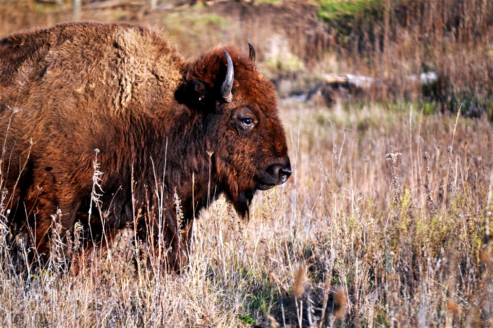 Bison