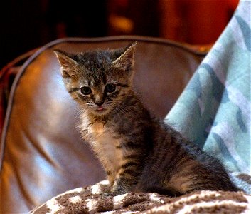 Thrill Cat the Reckless