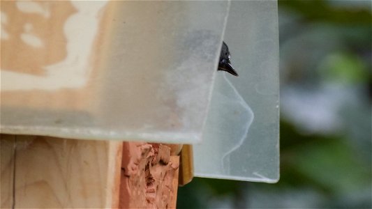 Das Insektenhotel bietet auch den großen gefiederten "Insekten" Unterschlupf