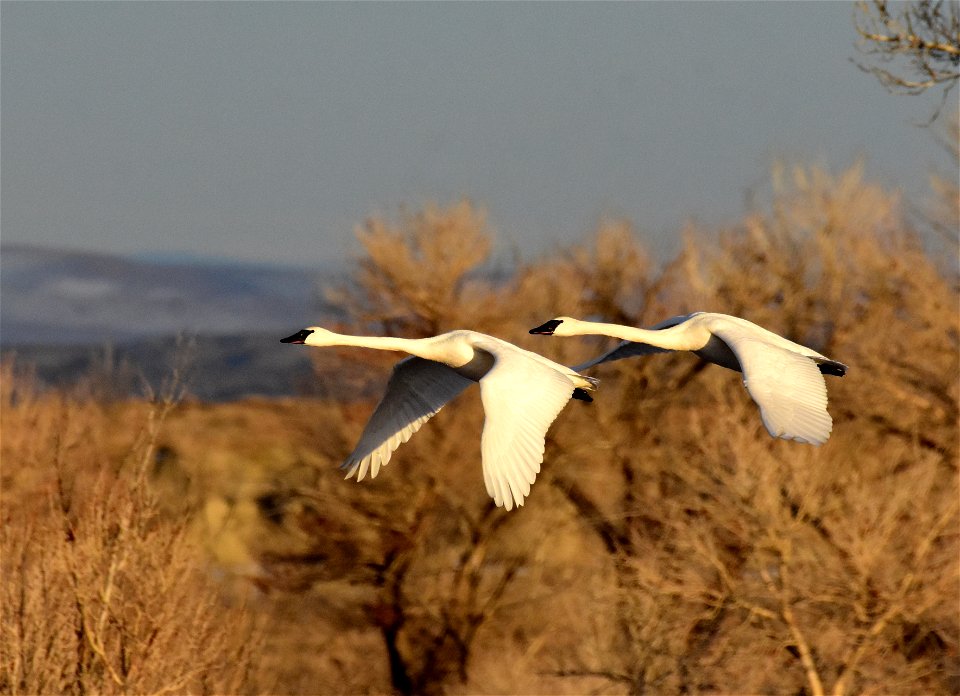 Trumpeter swan at Seedskadee National Wildlife Refuge