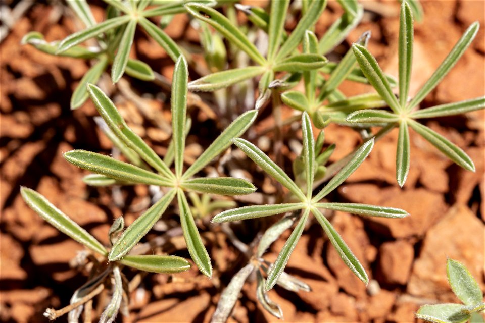 Lupinus argenteus var. depressus