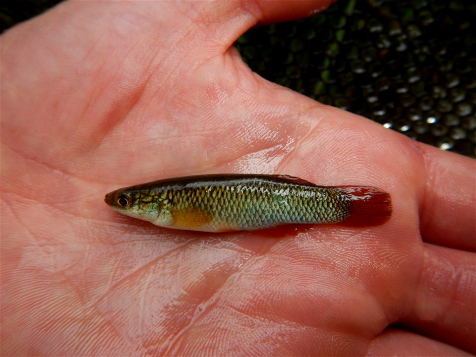 Plains topminnow photo