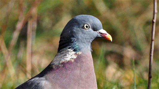 Ringeltaube - Portrait