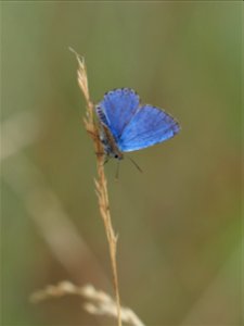 OI000621
