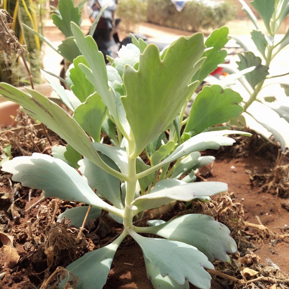 Plant nature environment