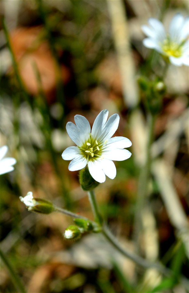 Field Chickweed