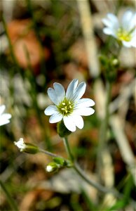 Field Chickweed