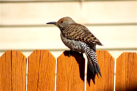 Northern flicker