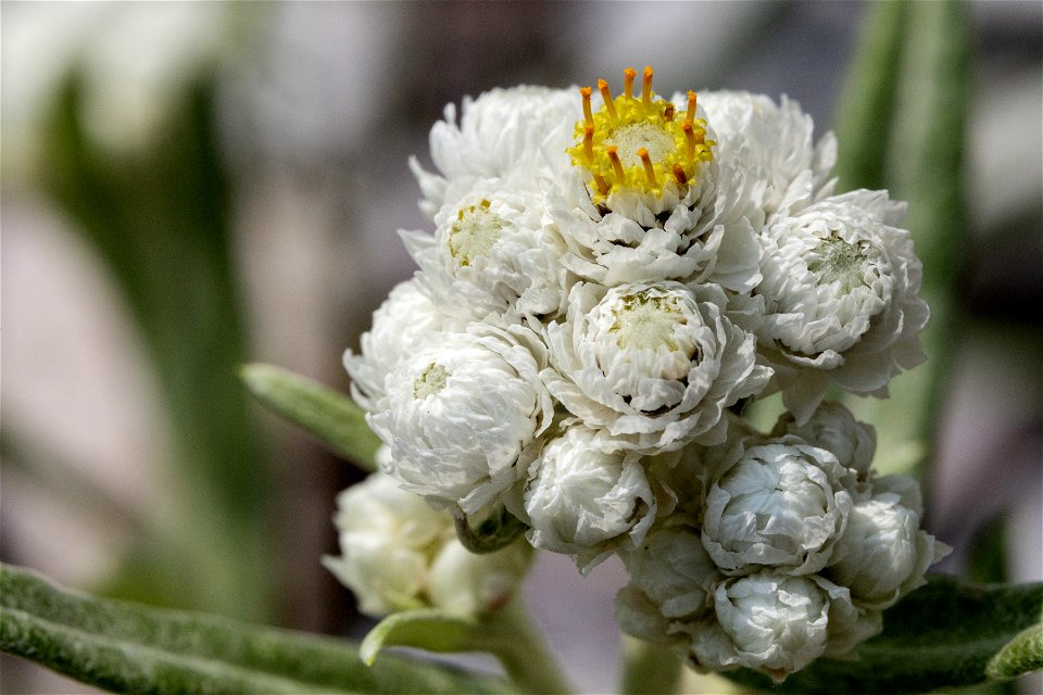 Anaphalis margaritacea