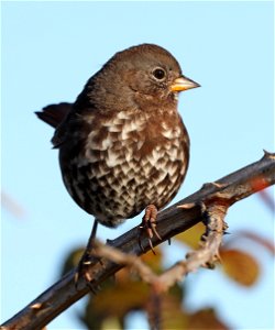 891 - FOX SPARROW (10-14-2021) sooty, point st george, del norte co, ca -03