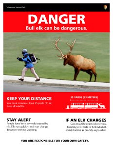 Poster: Danger, Fall Elk Rut (8.5" x 11")
