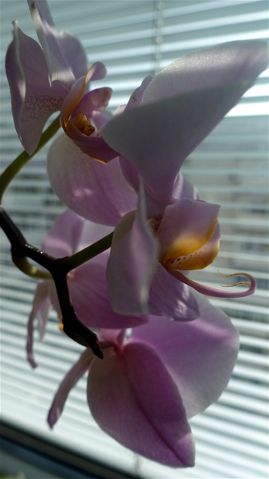 orchids-兰花_2023_0225_110401 photo