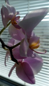 orchids-兰花_2023_0225_110401