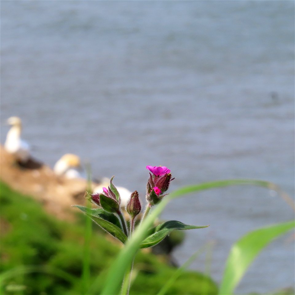 Cliff Top DOF. photo