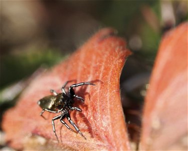 Heliophanus aeneus