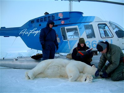 Biologists Capture and Work on a Bear During the Arctic Fall photo