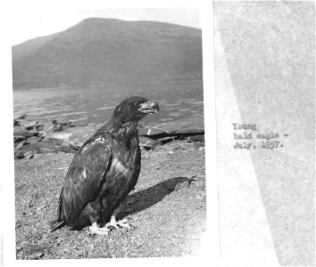 (1957) Young Bald Eagle