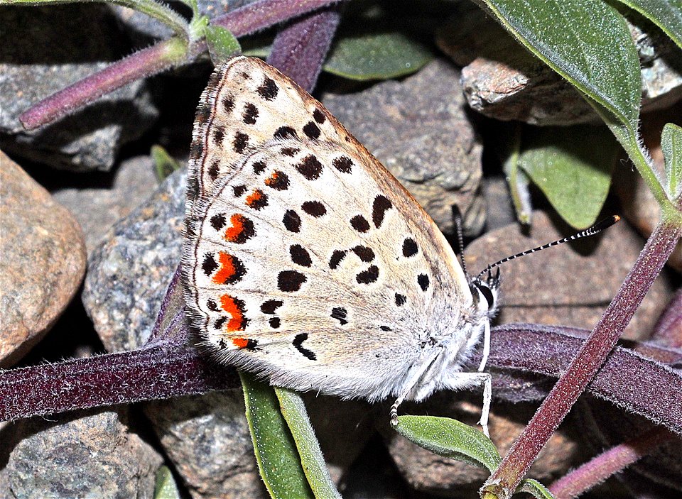 COPPER, GORGONE (Lycaena gorgon) (06-09-2022) female, 2360 ft, road cut 3.25  miles past bridge, eight dollar mountain rd, josephine co, or (5)