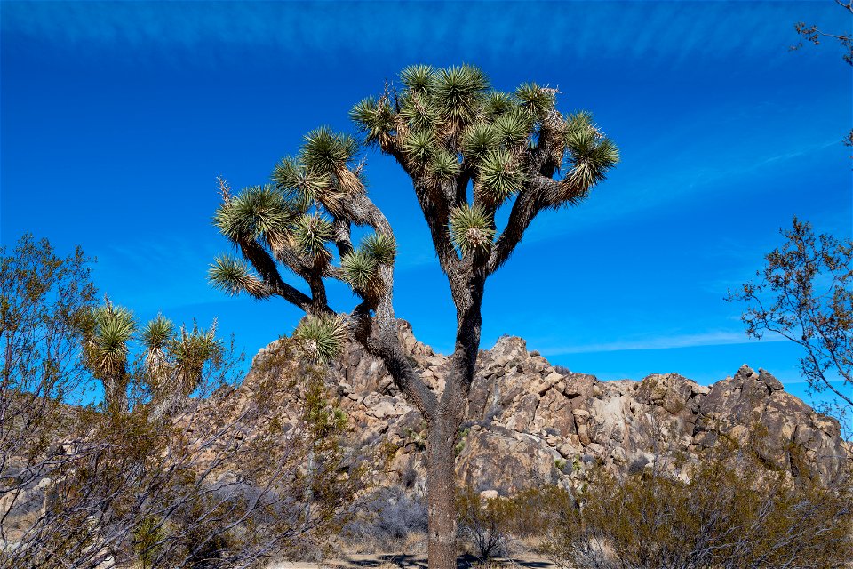 Joshua Tree National Park
