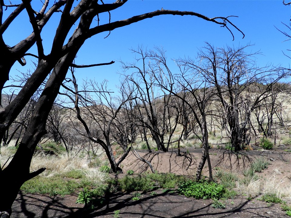 Fossil Creek Soil Monitoring photo