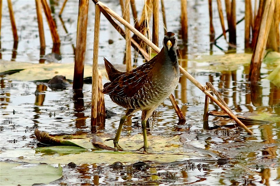 Sora at Trempealeau National Wildlife Refuge photo