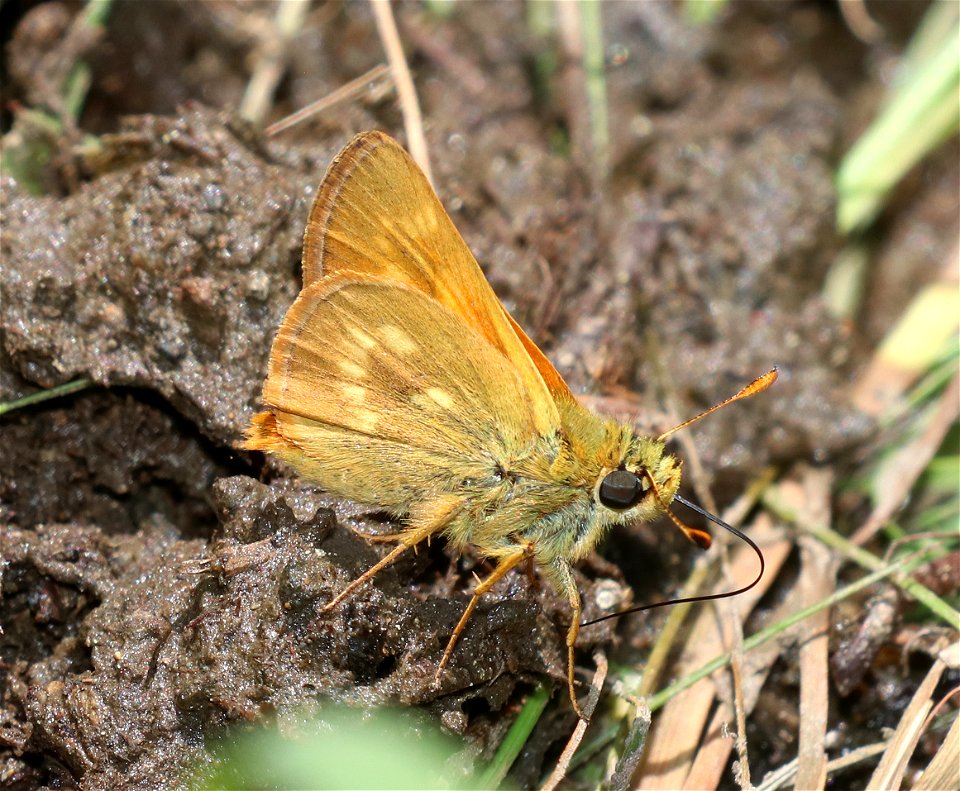 SKIPPER, WOODLAND (Ochloa sylanoides) (6-28-2021) 4900 ft, bear basin meadow, smith river nat rec area, del norte co, ca -01