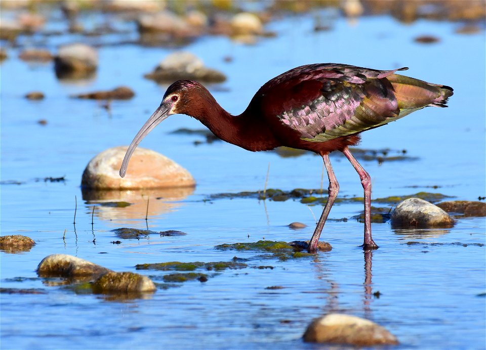 White-faced ibis at Seedskadee National Wildlife Refuge