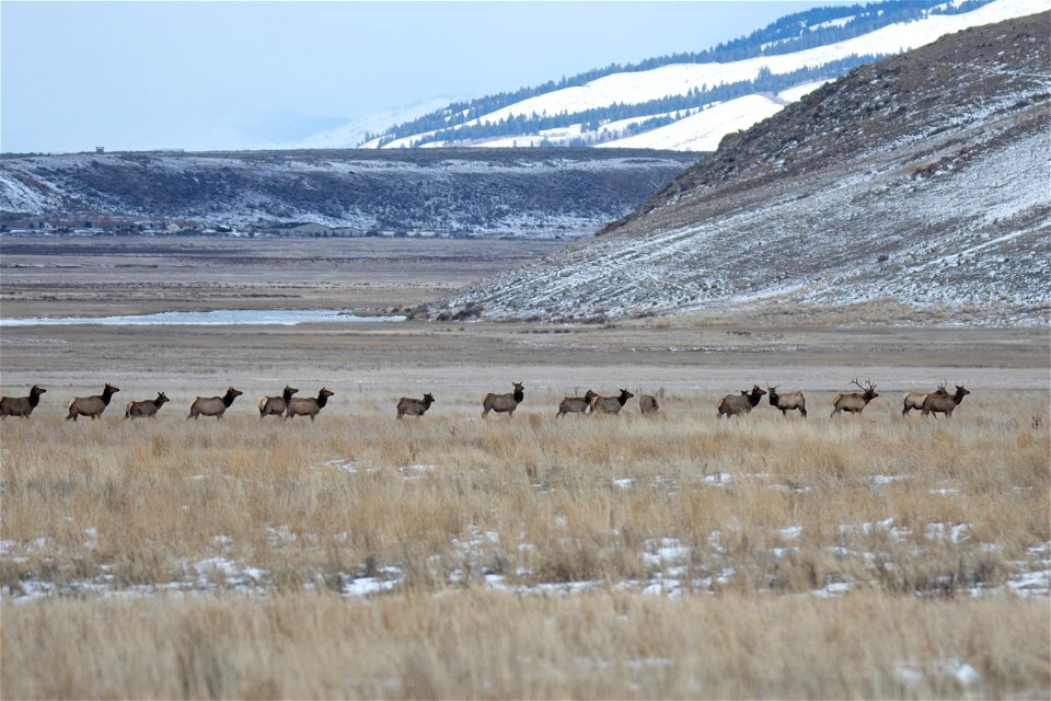 Wintering Elk on the National Elk Refuge