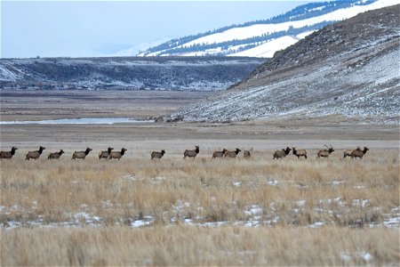 Wintering Elk on the National Elk Refuge photo