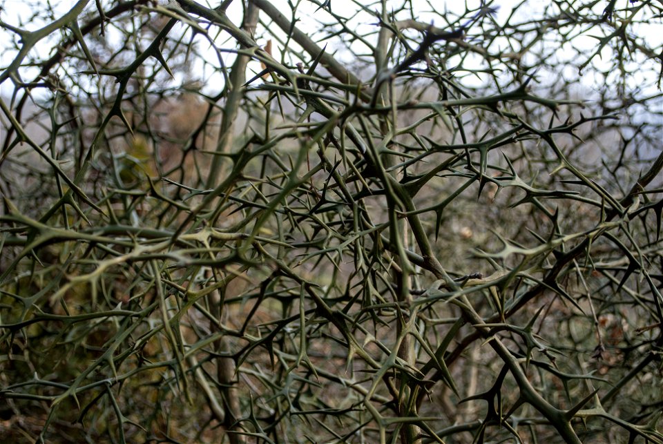 Hantaek Botanical Garden
