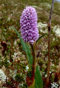 Polygonum bistorta_6-13-2011